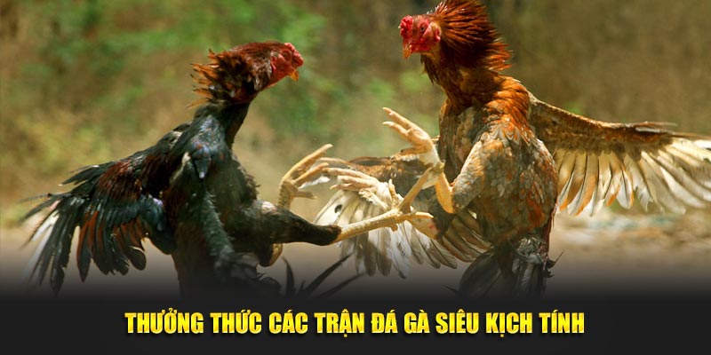 Thuong thuc cac tran da ga sieu kich tinh