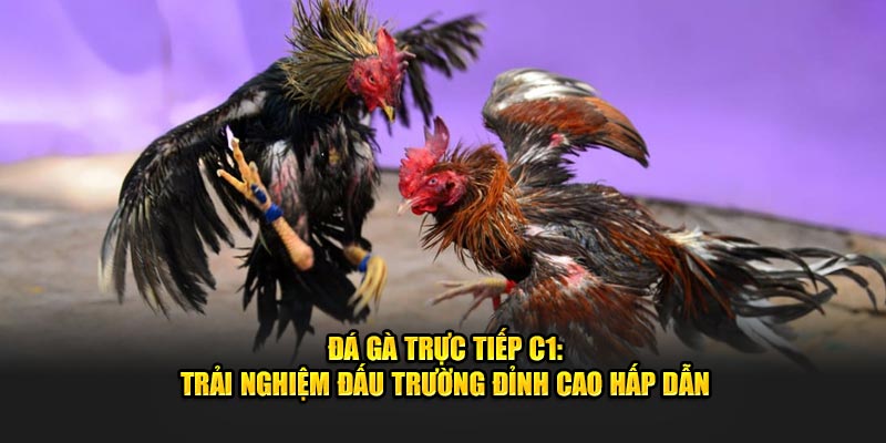 da ga truc tiep c1 trai nghiem dau truong dinh cao hap dan