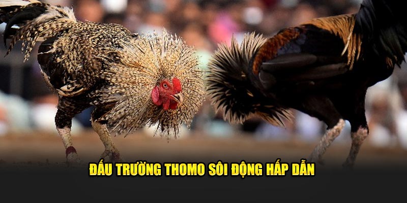 Dau truong Thomo soi dong hap dan