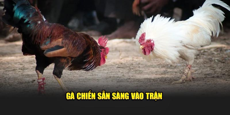 ga chien san sang vao tran