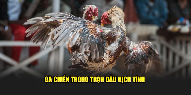 Ga chien trong tran dau kich tinh