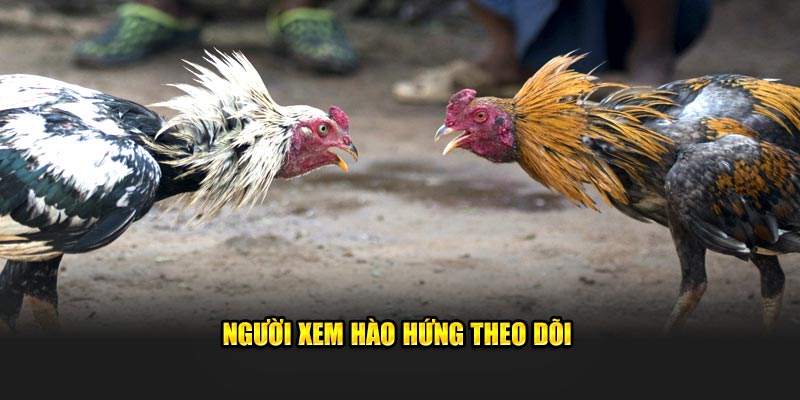 nguoi xem hao hung theo doi